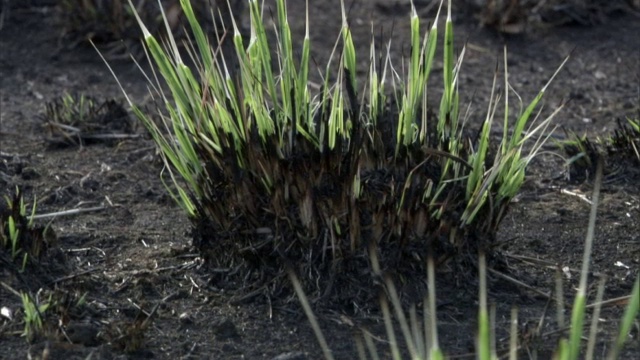 在乌干达的大草原上，野火过后，新的草发芽了视频素材