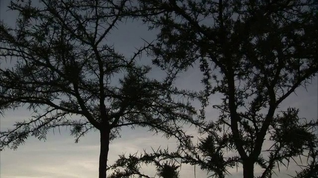 乌干达，多刺的金合欢树在日落时的剪影视频素材