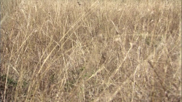 乌干达大草原上多刺的金合欢树视频素材