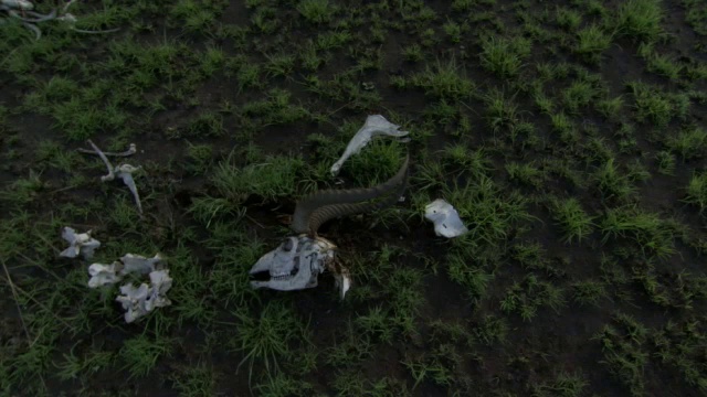 在乌干达的大草原上，羚羊骨架躺在发芽的草中视频素材