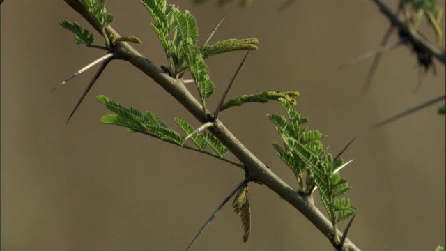 乌干达金合欢树多刺的树枝视频素材