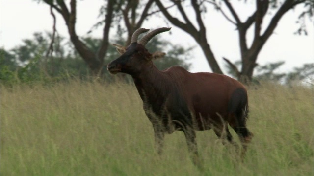 Topi antelope (Damaliscus lunatus)行走在乌干达的大草原上视频下载