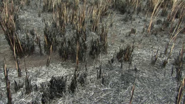 乌干达大草原大火后的烧焦和烧毁视频素材