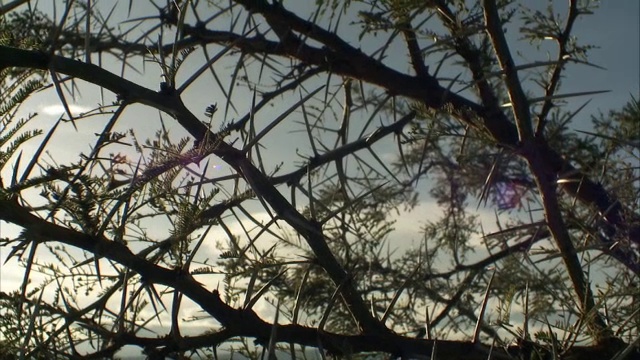 在乌干达刺槐树枝上的轨迹视频素材