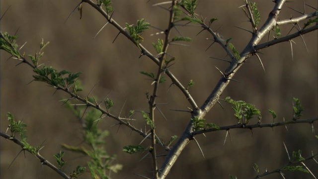 乌干达金合欢树多刺的树枝视频素材