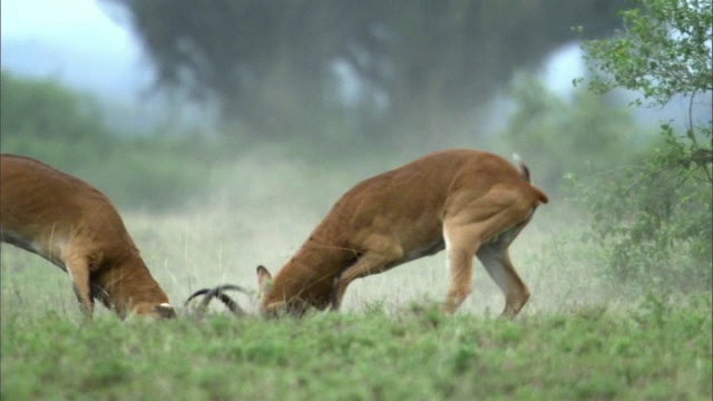 乌干达雄性水羚(水羚)发情，乌干达视频下载