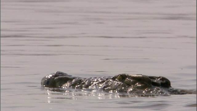尼罗河鳄鱼(crocodile niloticus)淹没在赞比亚卢安瓜河视频素材