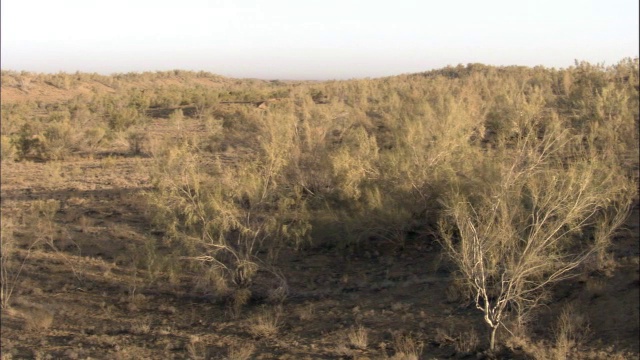 中国新疆卡拉麦里自然保护区低生长的沙萨克灌木视频素材