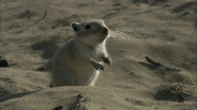 中国新疆卡拉麦里自然保护区，大沙鼠在地洞外警戒视频素材