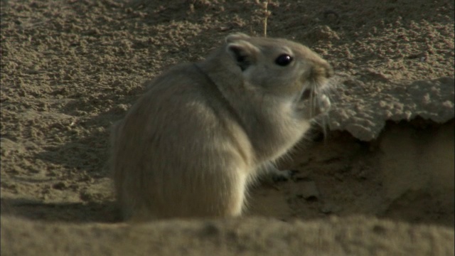 中国新疆卡拉麦里自然保护区，大沙鼠跑了视频素材