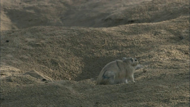 中国新疆卡拉麦里自然保护区洞穴入口处的大沙鼠视频素材