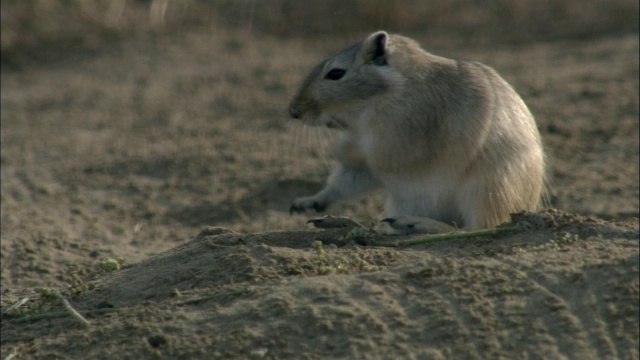 中国新疆卡拉麦里自然保护区，这只大沙鼠正坐着梳理自己视频素材