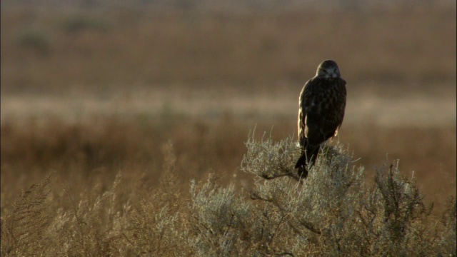 中国新疆卡拉麦里自然保护区，秃鹰栖息在沙保罗灌木上视频素材