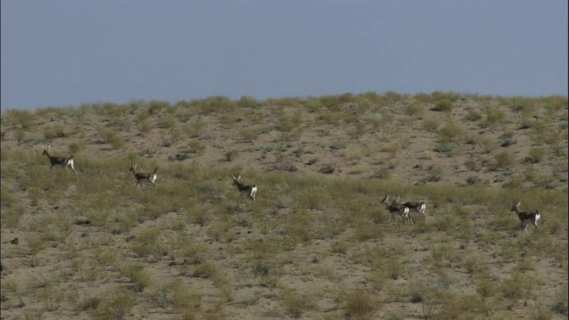 鹅颈瞪羚穿越沙丘，卡拉麦里自然保护区，中国新疆视频素材