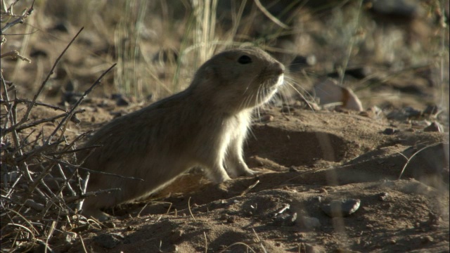 中国新疆卡拉麦里自然保护区，黄草原旅鼠从洞中出来视频素材