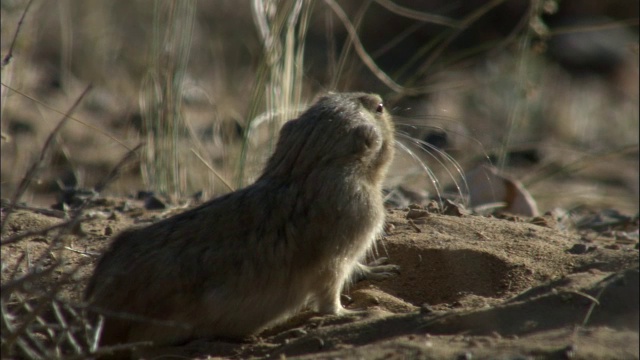 新疆卡拉麦里自然保护区黄草原旅鼠视频素材