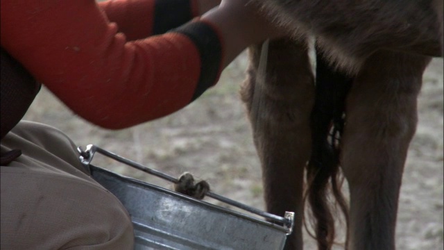 哈萨克斯坦妇女奶牛，卡拉麦里自然保护区，中国新疆视频素材