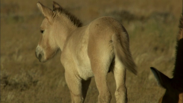 中国新疆卡拉麦里自然保护区，普氏野马小马驹在草原上行走时向母马挤压视频素材
