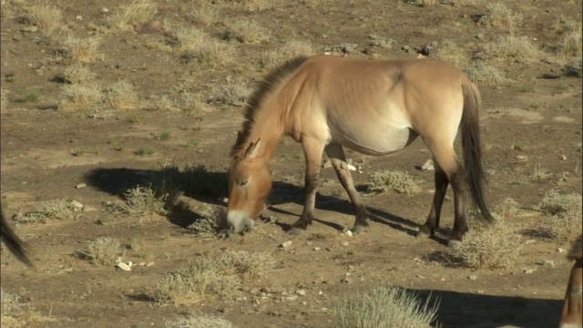 中国新疆卡拉麦里自然保护区，普氏野马在草原上吃草视频素材