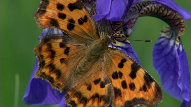 吉林省长白山国家级自然保护区，逗号蝶以鸢尾为食视频下载