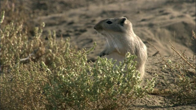 大沙鼠站在植被附近，卡拉麦里自然保护区，中国新疆视频素材