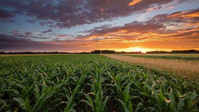 T/L 8K在日出时拍摄的玉米地视频下载