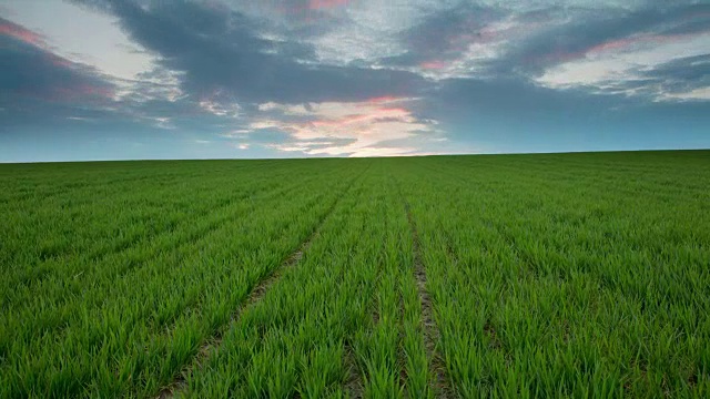 T/L 8K云景拍摄于小麦幼苗视频素材