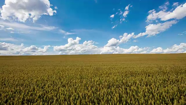T/L 8K拍摄的金色小麦云景视频素材