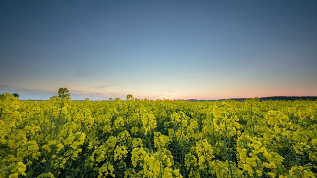 T/L 8K拍摄的日落场景在油菜田视频素材