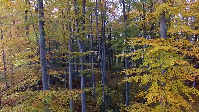在生机勃勃的秋天森林里飞翔。自然环境生态背景视频下载