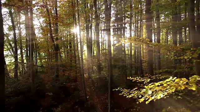 夕阳的光芒穿过森林。充满活力的自然风景背景视频下载