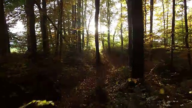 夕阳的光芒穿过森林。充满活力的自然风景背景视频下载