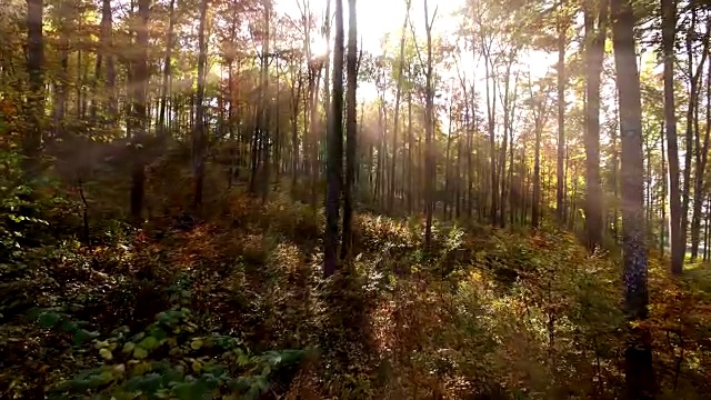 在生机勃勃的秋天森林里飞翔。自然环境生态背景视频下载