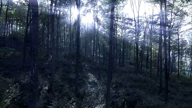 诡异神秘的森林景象。光线穿过树木视频下载