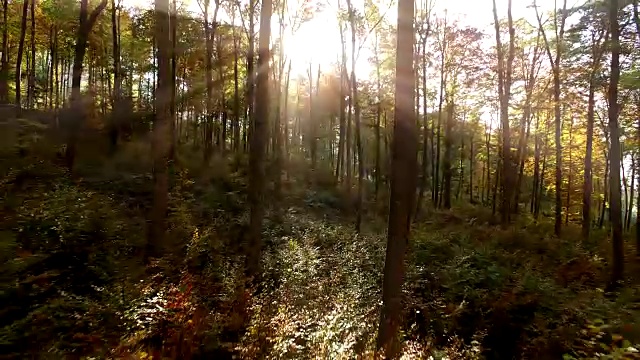 日落时，阳光穿过秋天的树林。生机勃勃的秋季自然背景视频下载