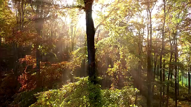 航拍森林里的绿树。自然生态环境景观视频下载
