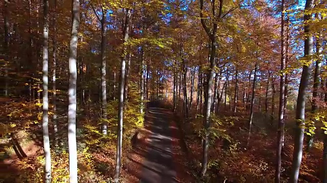 日落时，阳光穿过秋天的树林。生机勃勃的秋季自然背景视频下载