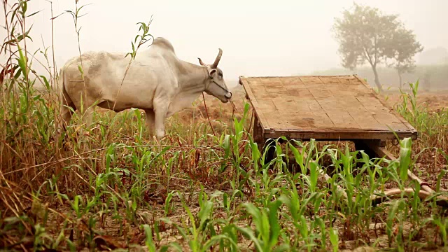 公牛在田野里吃草视频素材
