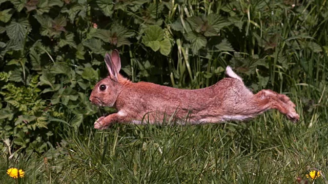 欧洲兔或野兔，oryctolagus cuniculus，成年跑过花，诺曼底，慢镜头视频素材