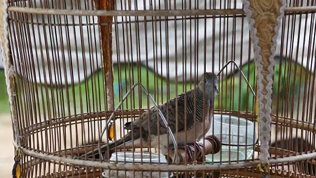 鸽子和传统的鸟笼。视频下载