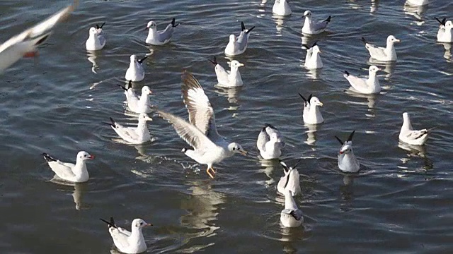 Slo MO海鸥飞在海上视频素材
