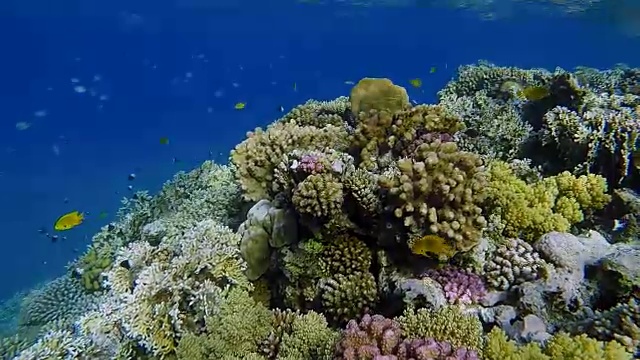 珊瑚礁的水下海洋生物和热带鱼类/红海视频素材