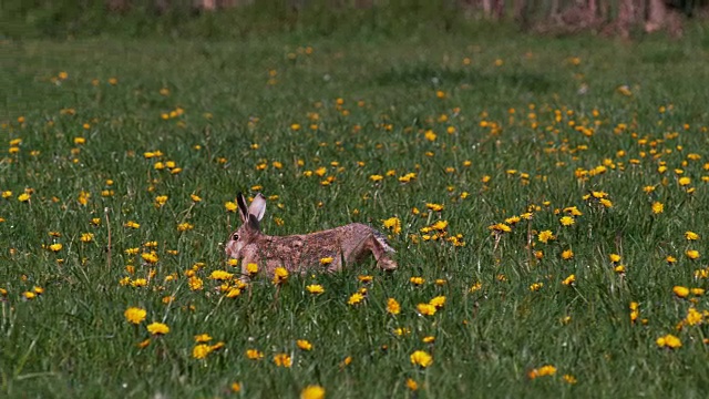 欧洲兔或野兔，oryctolagus cuniculus，成年跑过花，诺曼底，慢镜头视频素材