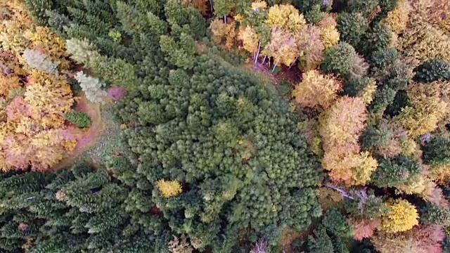 秋天森林的鸟瞰图。松树和枫树视频素材