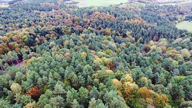 秋天森林的鸟瞰图。镜头在松树和枫树上方移动视频素材