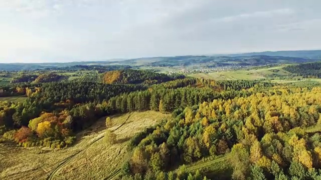 秋天森林的鸟瞰图。松树和枫树视频素材