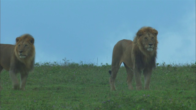 一只雄狮和另一只雄狮一起在晨光中走向摄像机视频下载
