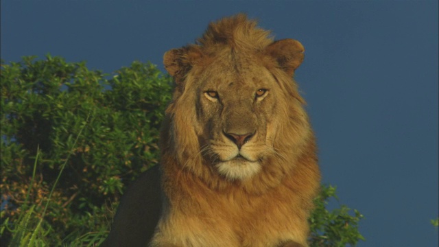 在傍晚的光线下，非洲狮在露出地面的岩石上四处张望视频下载
