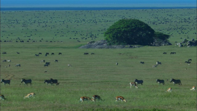 WS草原与羚羊斑马和角马与岩石在前景视频下载