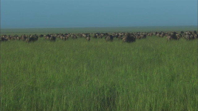 一群角马在草地上奔跑视频下载